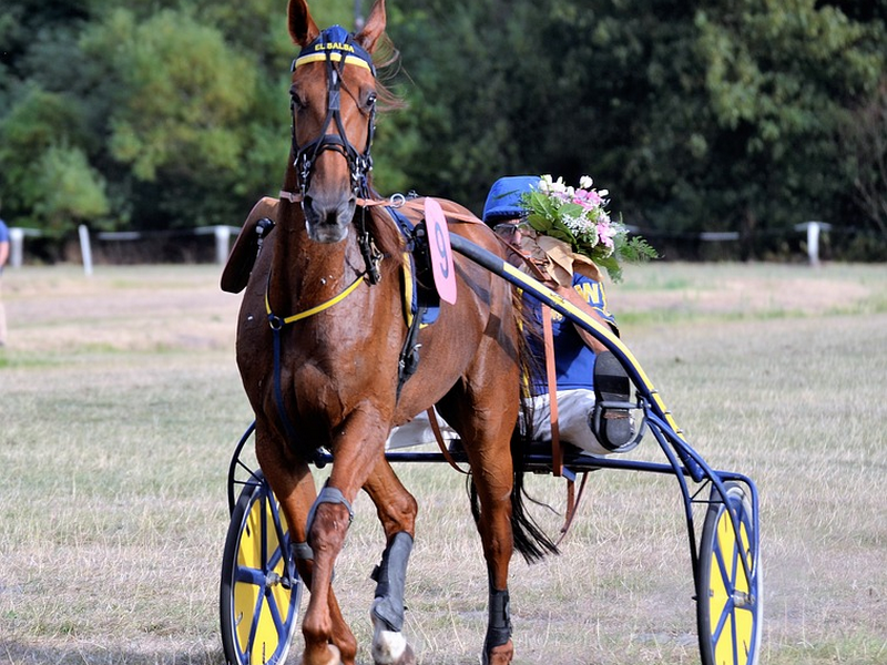 Course hippique à l'Hippodrome de Lisieux