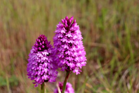 Randonnée à la découverte des orchidées sauvages